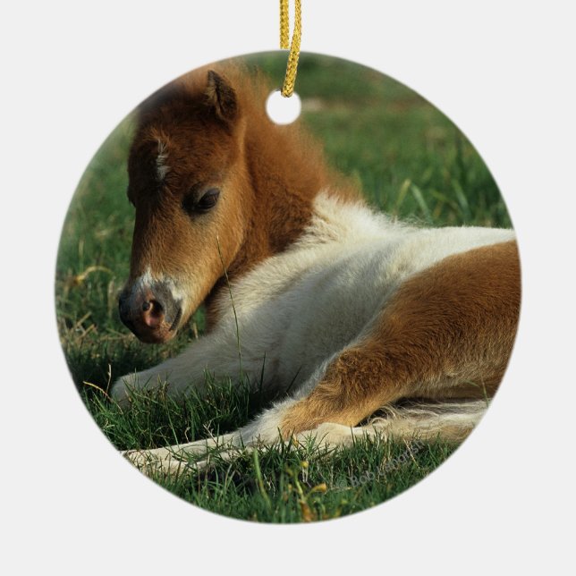 Miniature Foal Laying Down Ceramic Tree Decoration (Front)