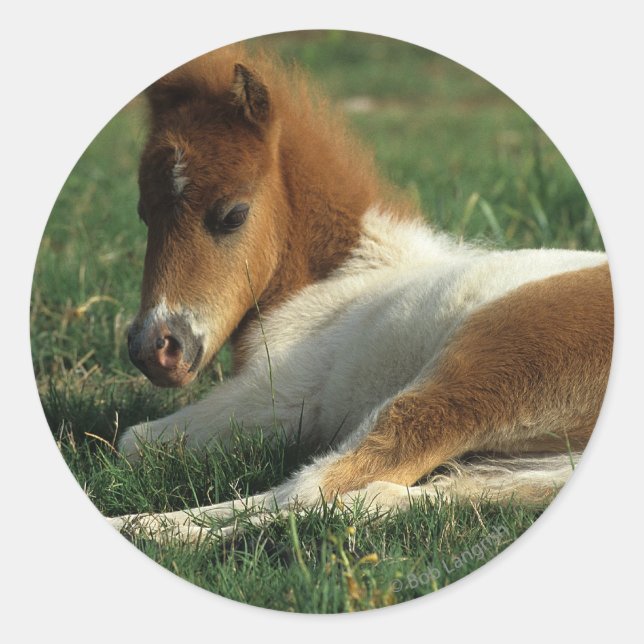 Miniature Foal Laying Down Classic Round Sticker (Front)