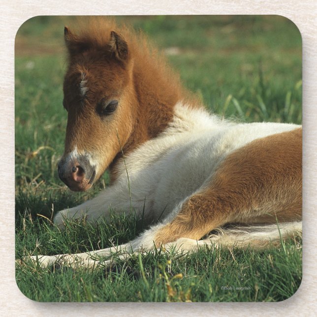 Miniature Foal Laying Down Coaster (Front)