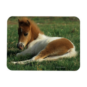 Miniature Foal Laying Down Magnet