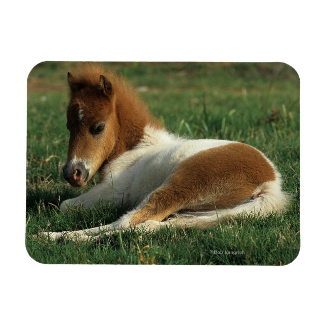 Miniature Foal Laying Down Magnet (Horizontal)