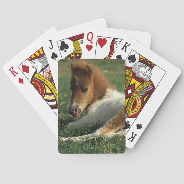 Miniature Foal Laying Down Playing Cards (Back)
