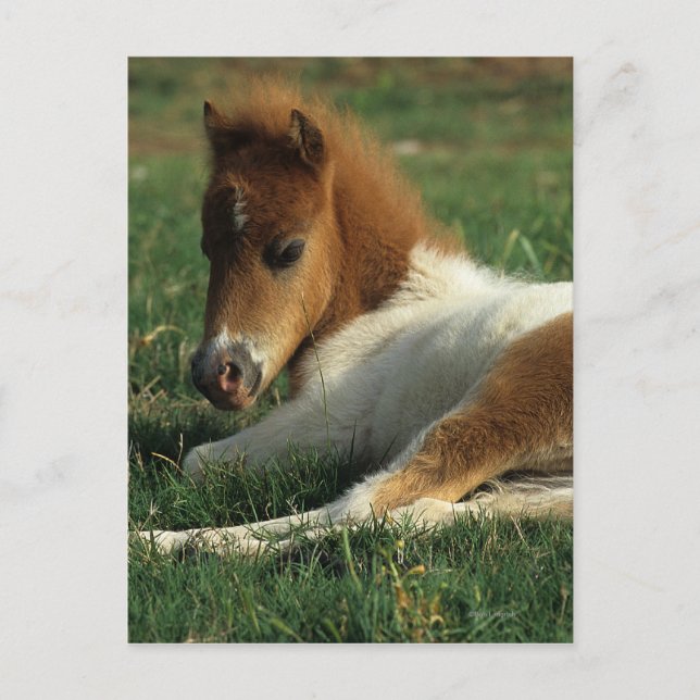 Miniature Foal Laying Down Postcard (Front)