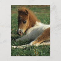 Miniature Foal Laying Down