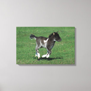 Miniature Foal Running Canvas Print