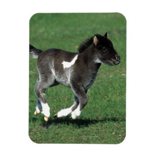 Miniature Foal Running Magnet