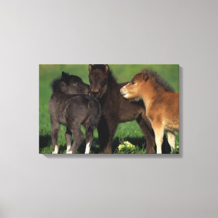 Miniature Foals 1 Canvas Print