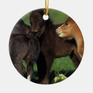 Miniature Foals 1 Ceramic Tree Decoration