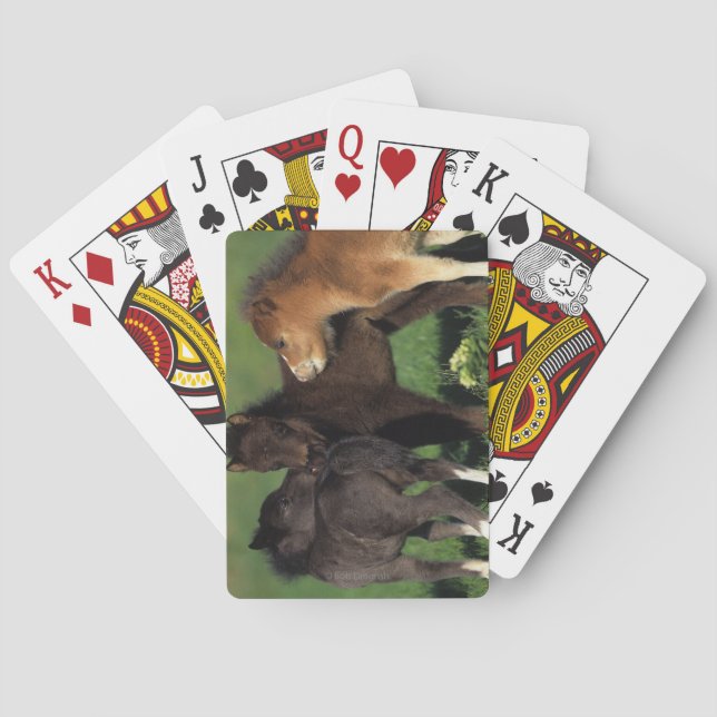 Miniature Foals 1 Playing Cards (Back)