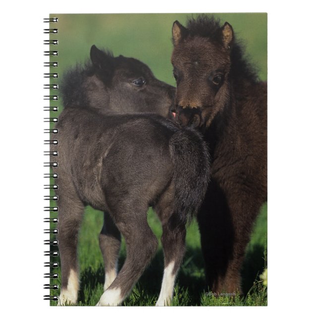 Miniature Foals 1 Spiral Notebook (Front)