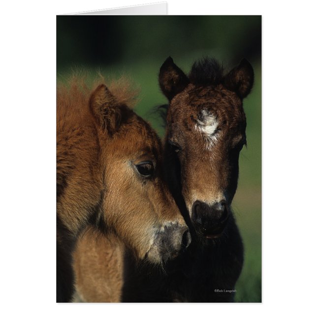 Miniature Foals 2 (Front)