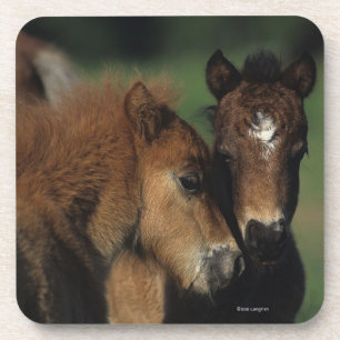 Miniature Foals 2 Coaster