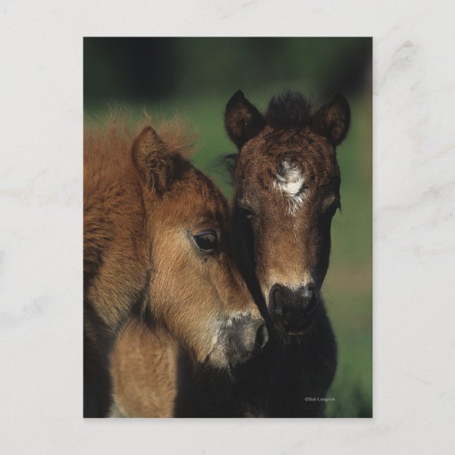 Miniature Foals 2 Postcard (Front)