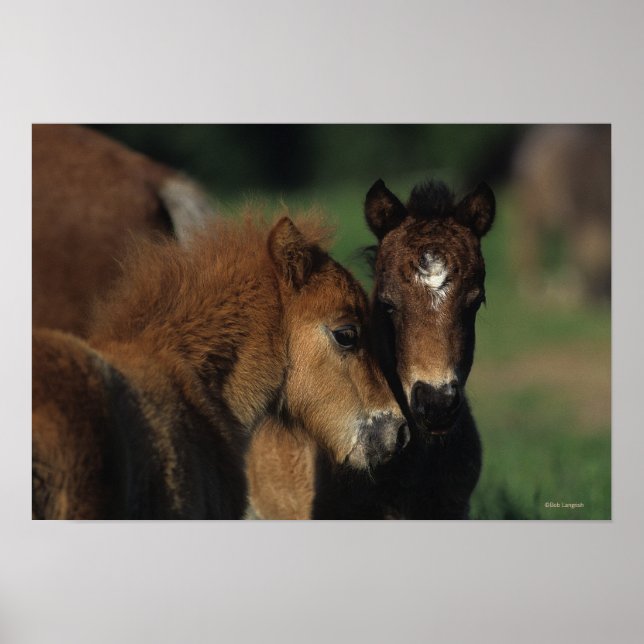 Miniature Foals 2 Poster (Front)