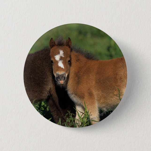 Miniature Foals in Grass 6 Cm Round Badge (Front)