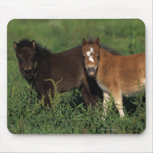 Miniature Foals in Grass Mouse Pad