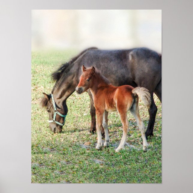 Miniature Horse Foal - Customised Colt & Filly Poster (Front)