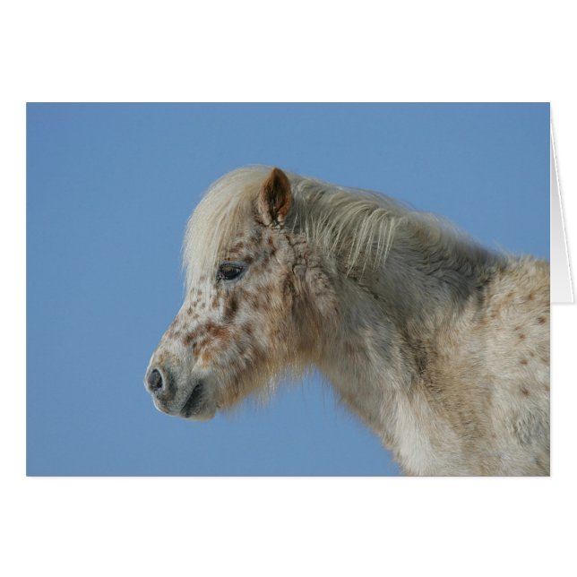 Miniature Horse Headshot (Front Horizontal)