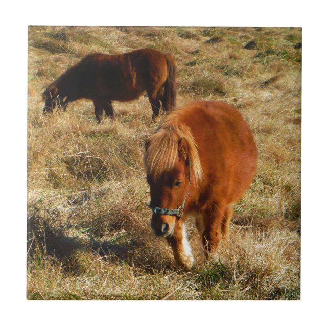 miniature Horse ponies Tile (Front)