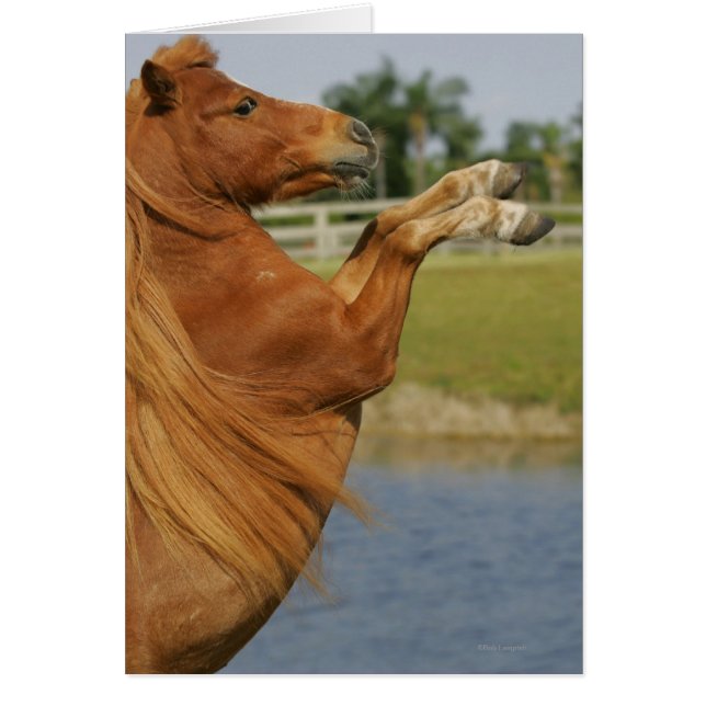 Miniature Horse Rearing (Front)