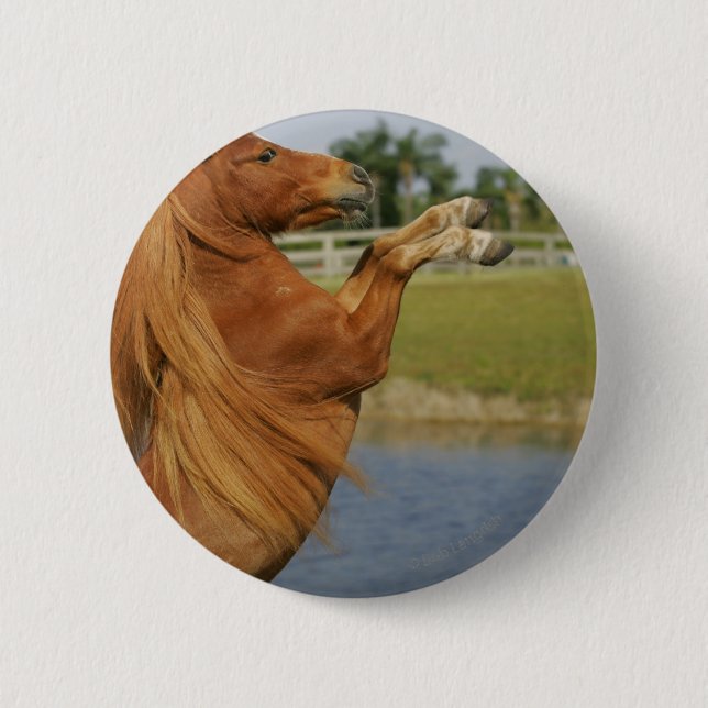 Miniature Horse Rearing 6 Cm Round Badge (Front)