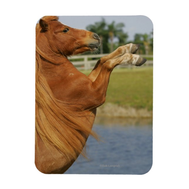 Miniature Horse Rearing Magnet (Vertical)