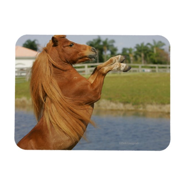 Miniature Horse Rearing Magnet (Horizontal)