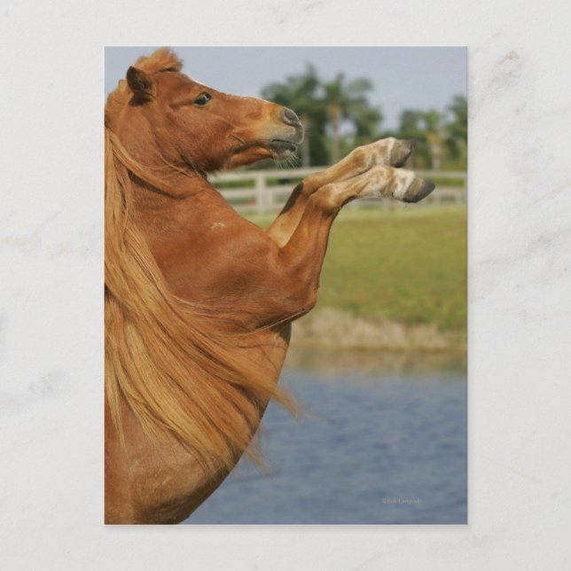 Miniature Horse Rearing Postcard (Front)