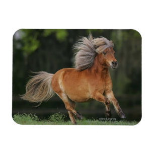 Miniature Horse Running Magnet