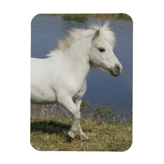 Miniature Horse Running Near Water Magnet (Vertical)