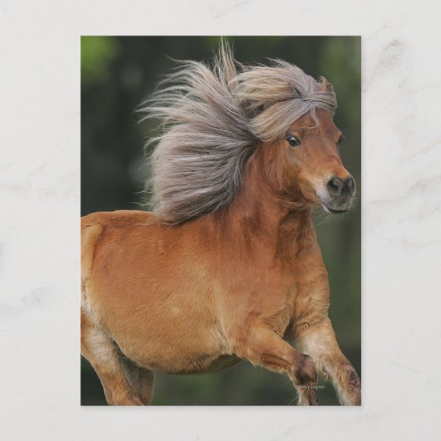 Miniature Horse Running Postcard (Front)