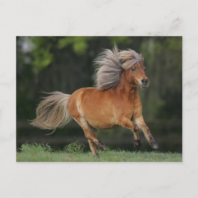Miniature Horse Running Postcard (Front)