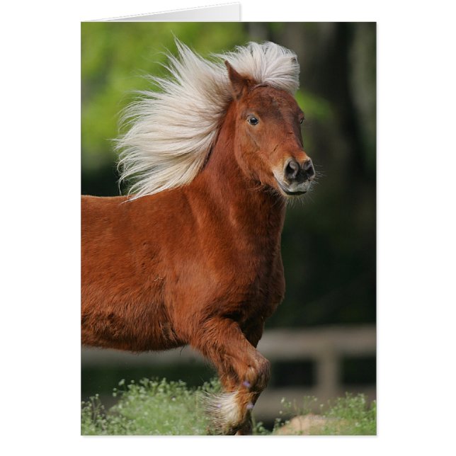 Miniature Horse Standing (Front)