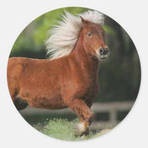 Miniature Horse Standing Classic Round Sticker