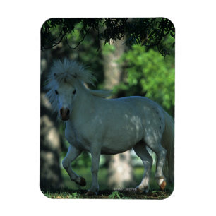 Miniature Horse Standing in the Trees Magnet