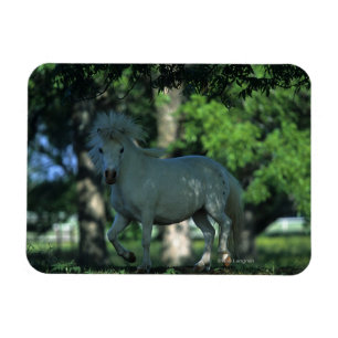 Miniature Horse Standing in the Trees Magnet