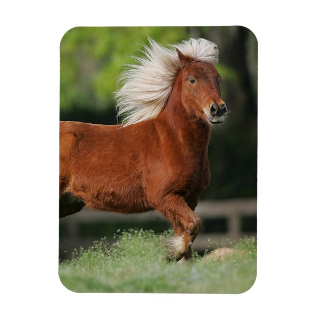 Miniature Horse Standing Magnet (Vertical)