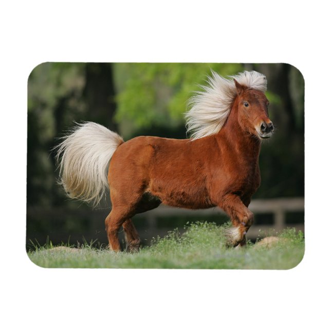 Miniature Horse Standing Magnet (Horizontal)