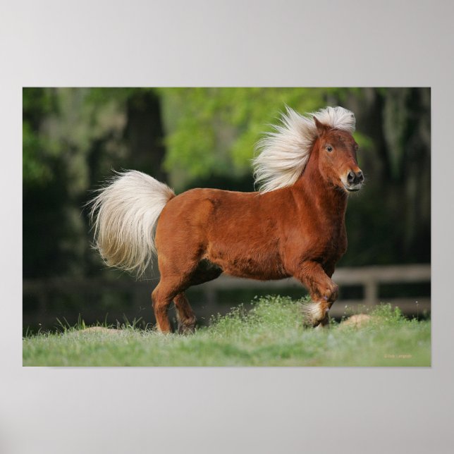 Miniature Horse Standing Poster (Front)