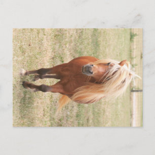 Miniature Horse With A Full Mane Postcard