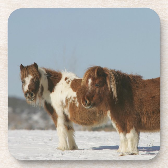 Miniature Horses Standing in the Snow Coaster (Front)
