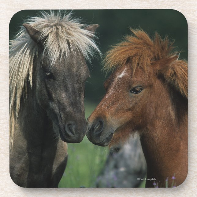 Miniature Horses Touching Coaster (Front)