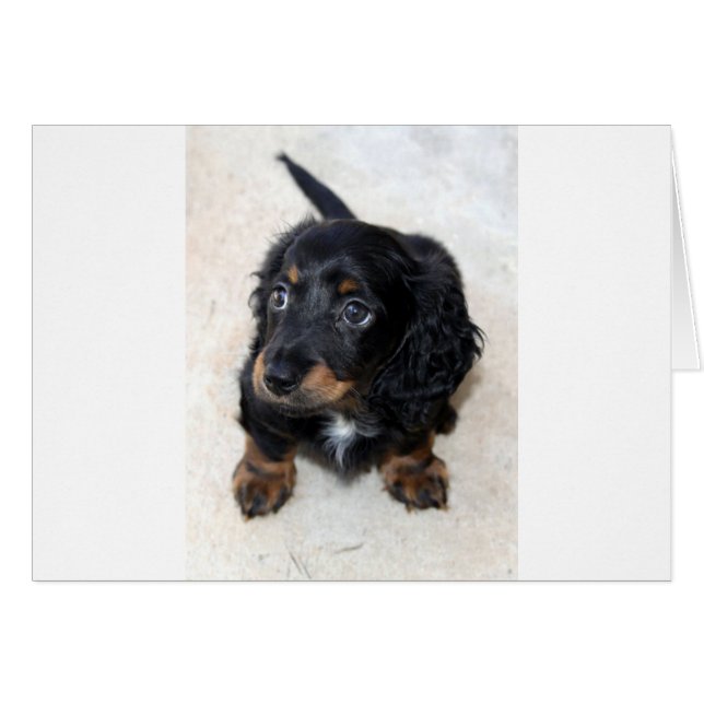 Miniature Long Haired Dashund (Front Horizontal)