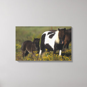 Miniature Mare & Foal in the Flowers Canvas Print