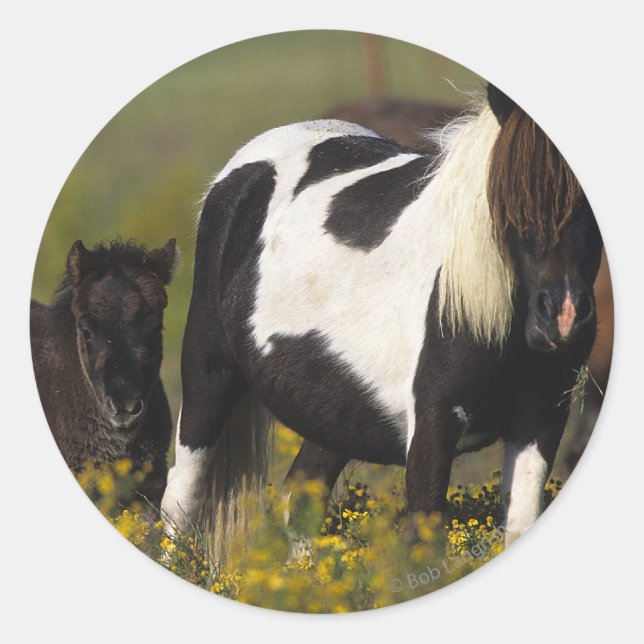 Miniature Mare & Foal in the Flowers Classic Round Sticker (Front)