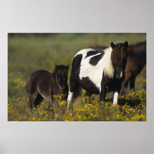 Miniature Mare & Foal in the Flowers Poster