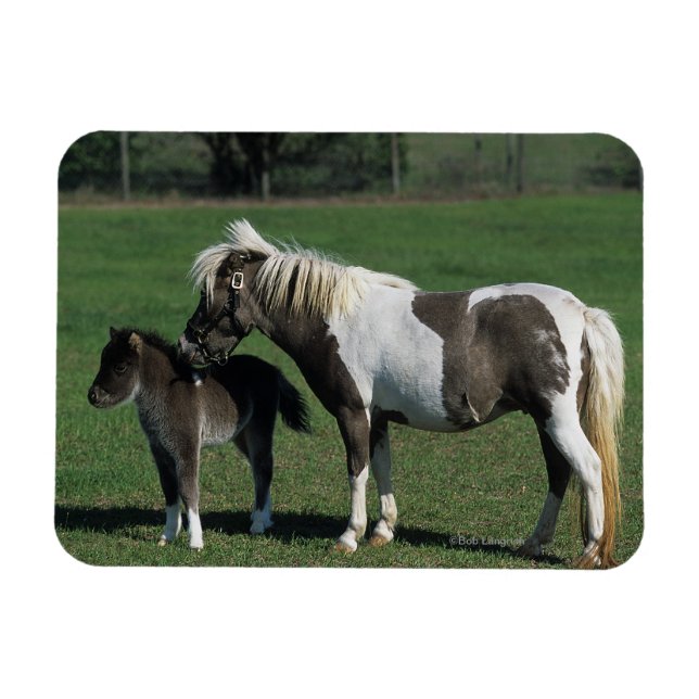Miniature Mare & Foal Standing Magnet (Horizontal)