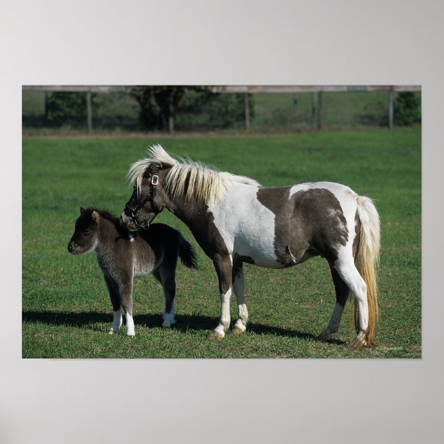 Miniature Mare & Foal Standing Poster (Front)
