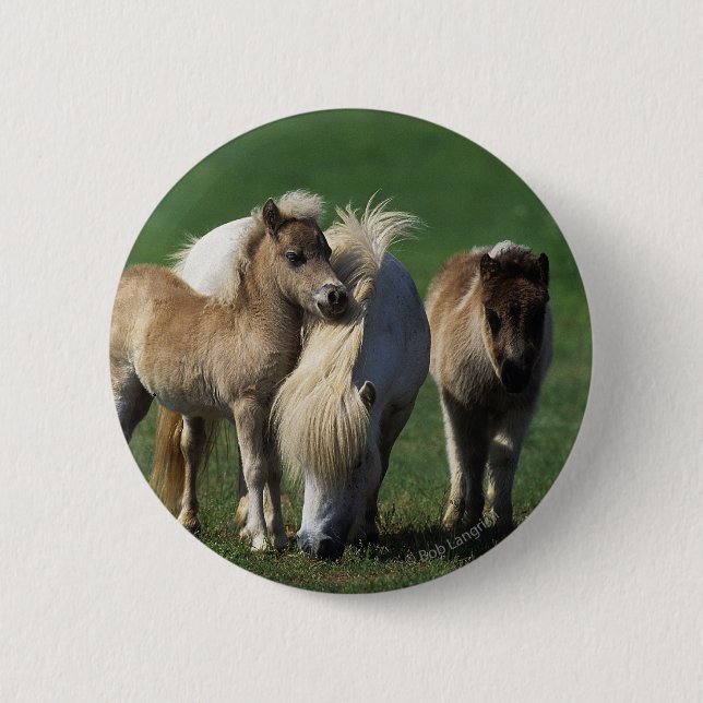 Miniature Mare & Foals 1 6 Cm Round Badge (Front)