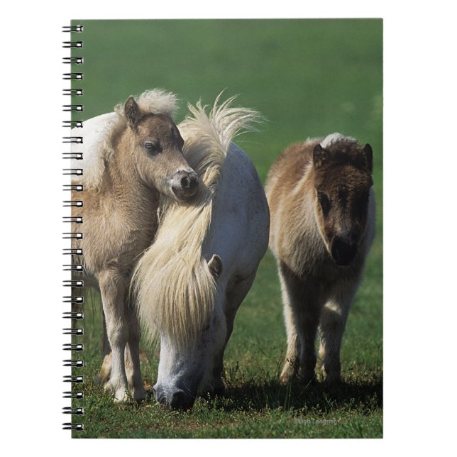 Miniature Mare & Foals 1 Notebook (Front)